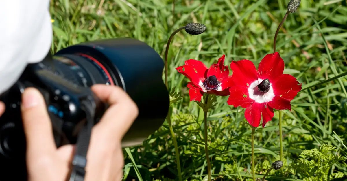 What Is Macro Photography?